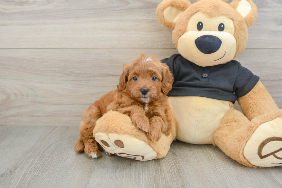 Cavapoo Pup Being Cute