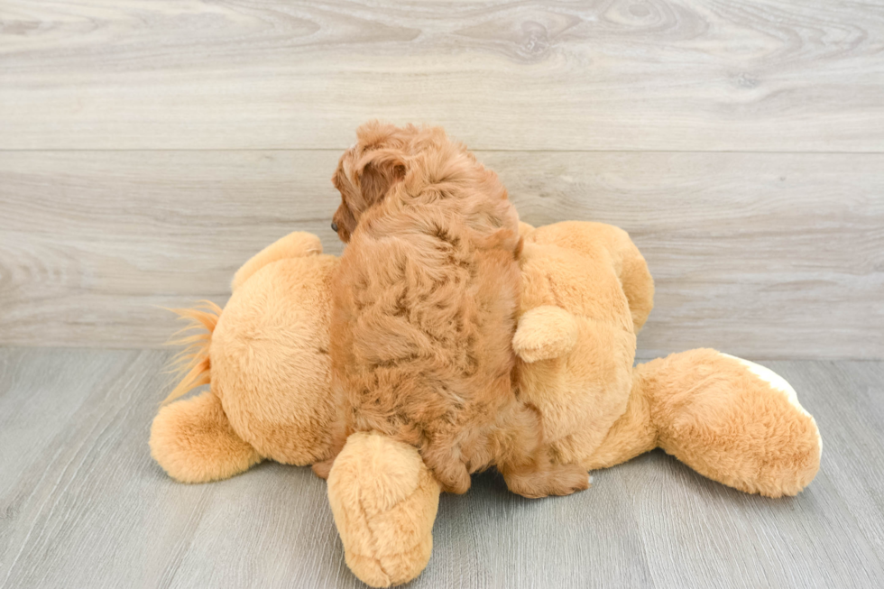 Friendly Cavapoo Baby