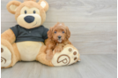 Cavapoo Puppy for Adoption