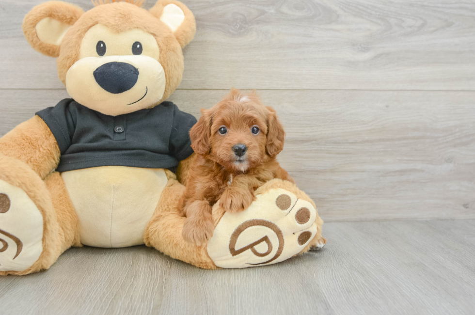 6 week old Cavapoo Puppy For Sale - Lone Star Pups
