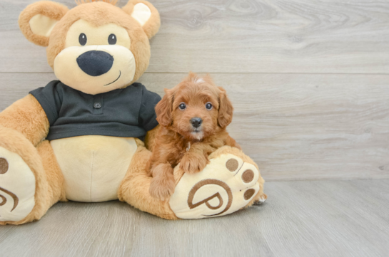 Cavapoo Puppy for Adoption