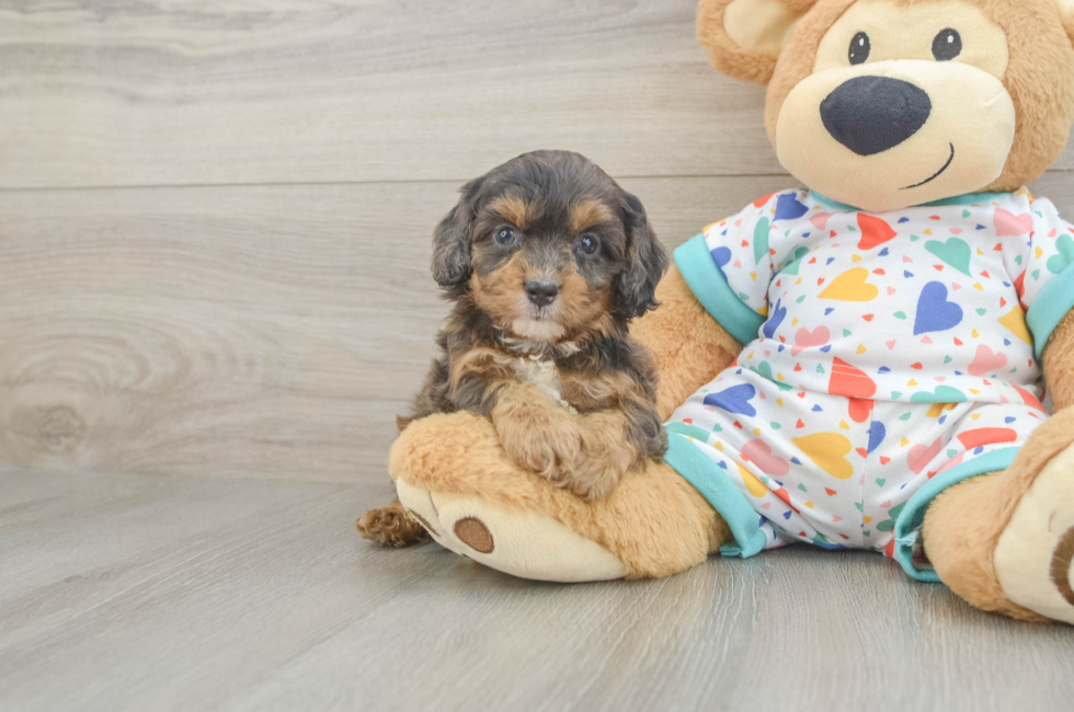 6 week old Cavapoo Puppy For Sale - Lone Star Pups