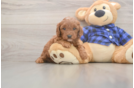 Best Cavapoo Baby