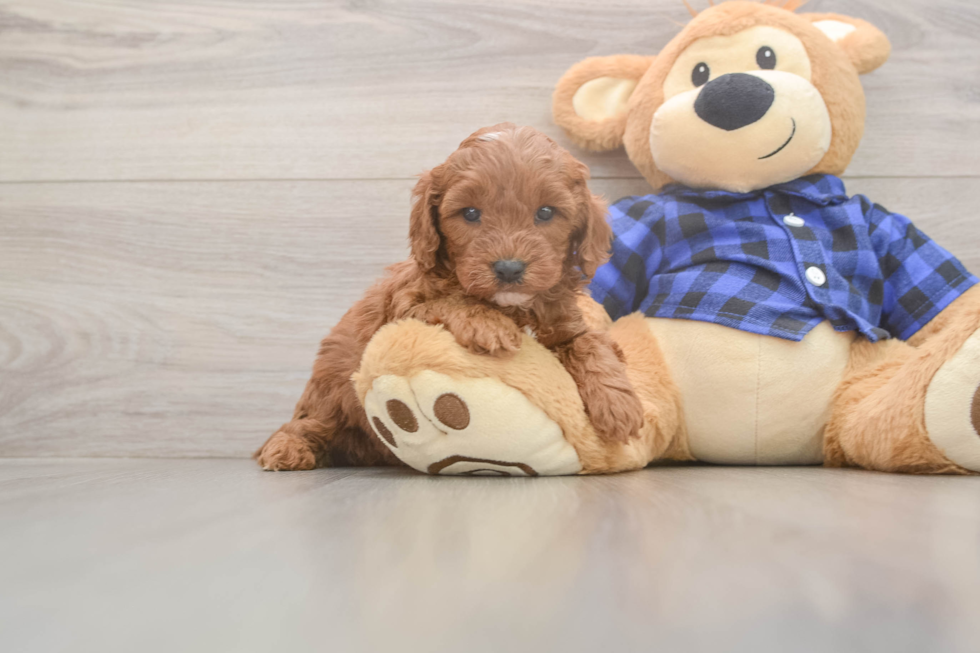 Best Cavapoo Baby