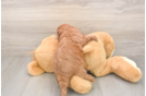Cavapoo Puppy for Adoption