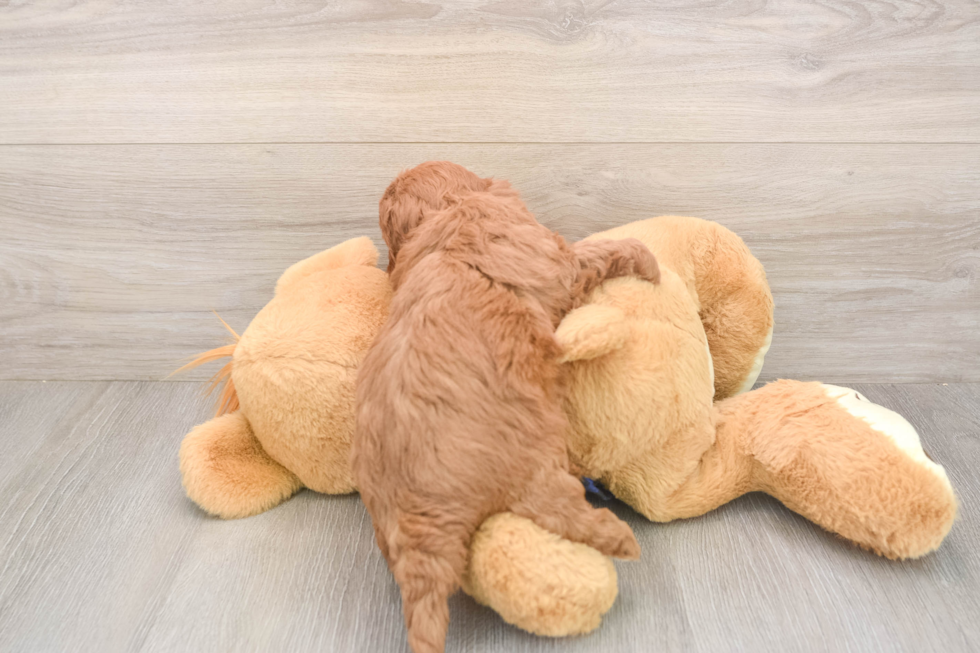 Cavapoo Puppy for Adoption