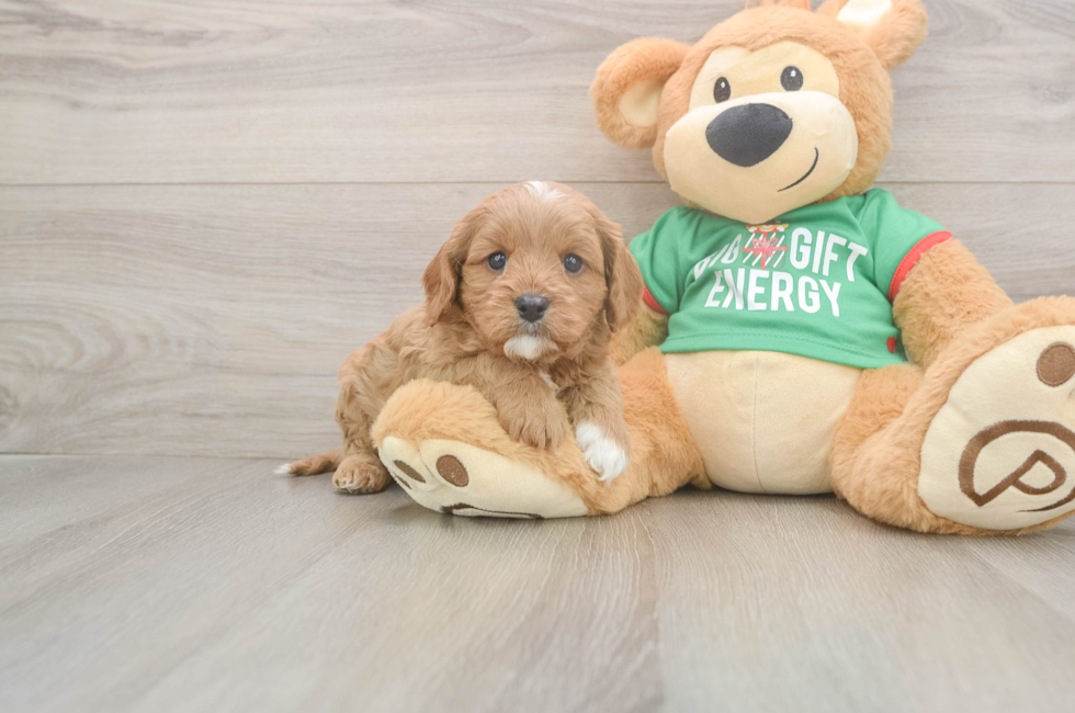 5 week old Cavapoo Puppy For Sale - Lone Star Pups