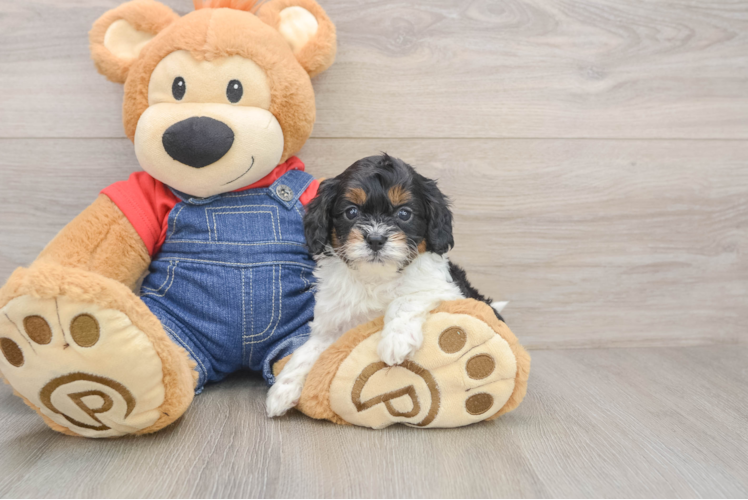 Fluffy Cavapoo Poodle Mix Pup