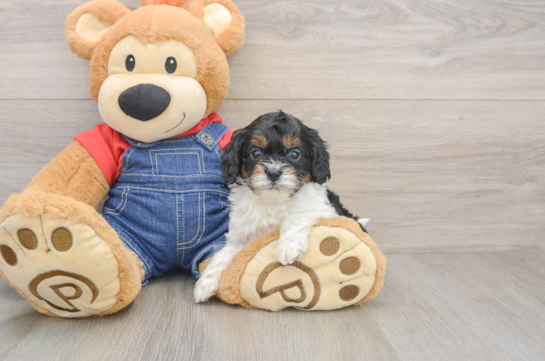 Fluffy Cavapoo Poodle Mix Pup