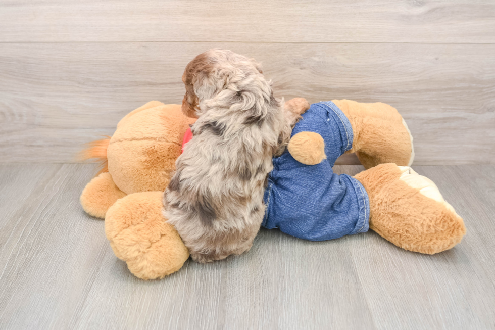 Fluffy Cavapoo Poodle Mix Pup