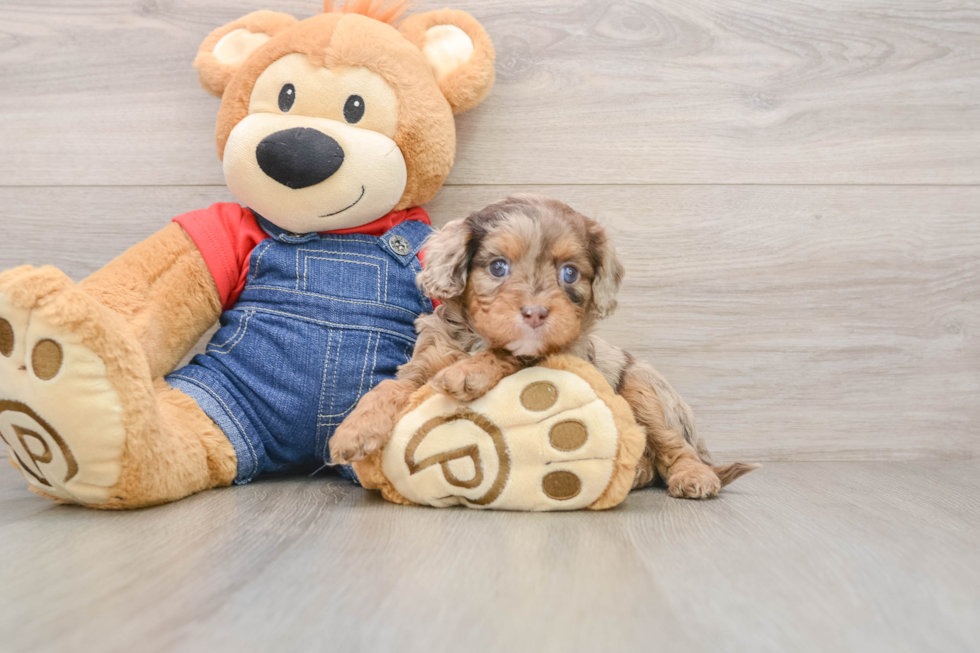 Small Cavapoo Baby