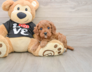 8 week old Cavapoo Puppy For Sale - Lone Star Pups