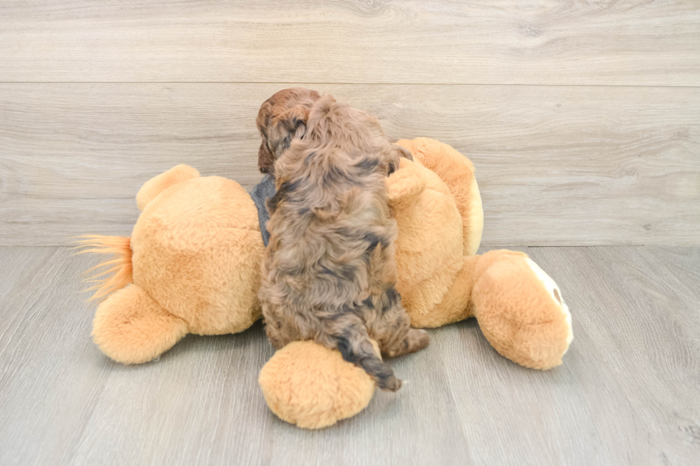 Cavapoo Puppy for Adoption