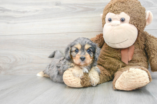 Happy Cavapoo Baby