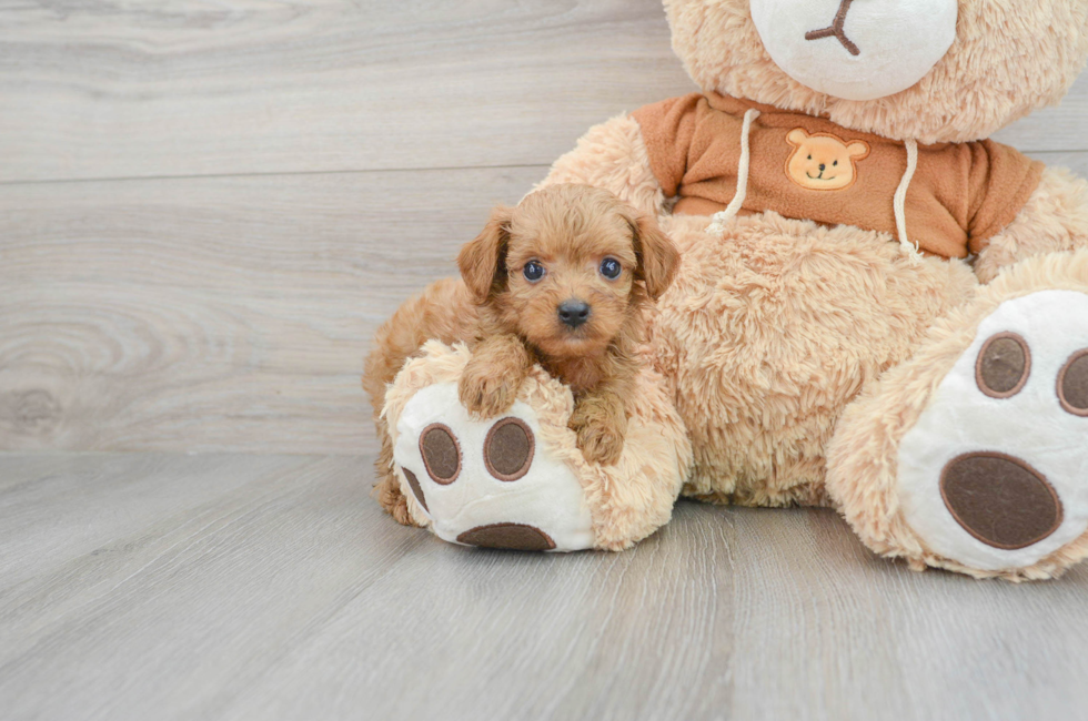 8 week old Cavapoo Puppy For Sale - Lone Star Pups