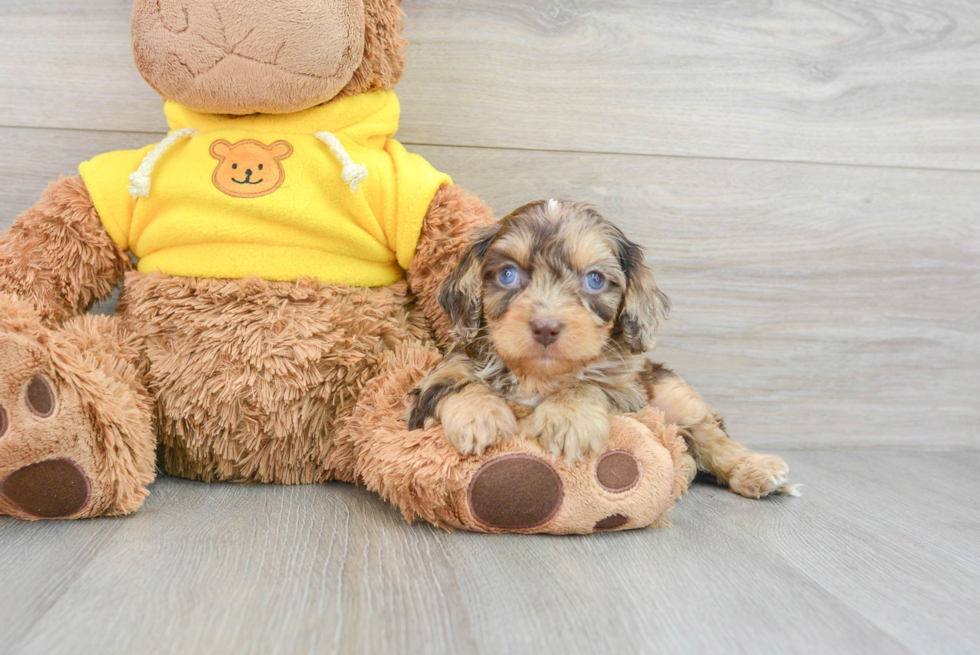Small Cavapoo Baby