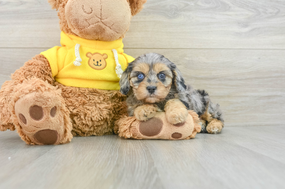 8 week old Cavapoo Puppy For Sale - Lone Star Pups