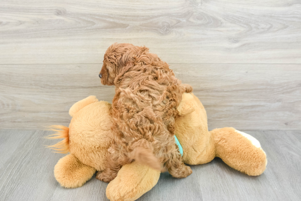 Popular Cavapoo Poodle Mix Pup