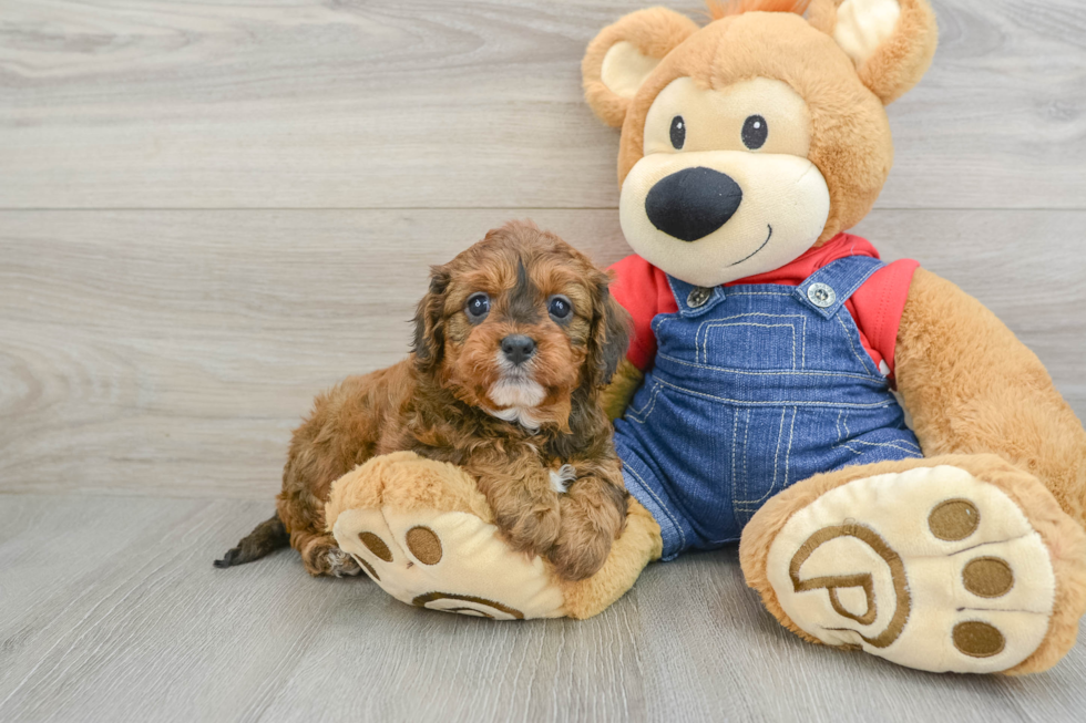 Adorable Cavalier King Charles Spaniel and Poodle Mix Poodle Mix Puppy