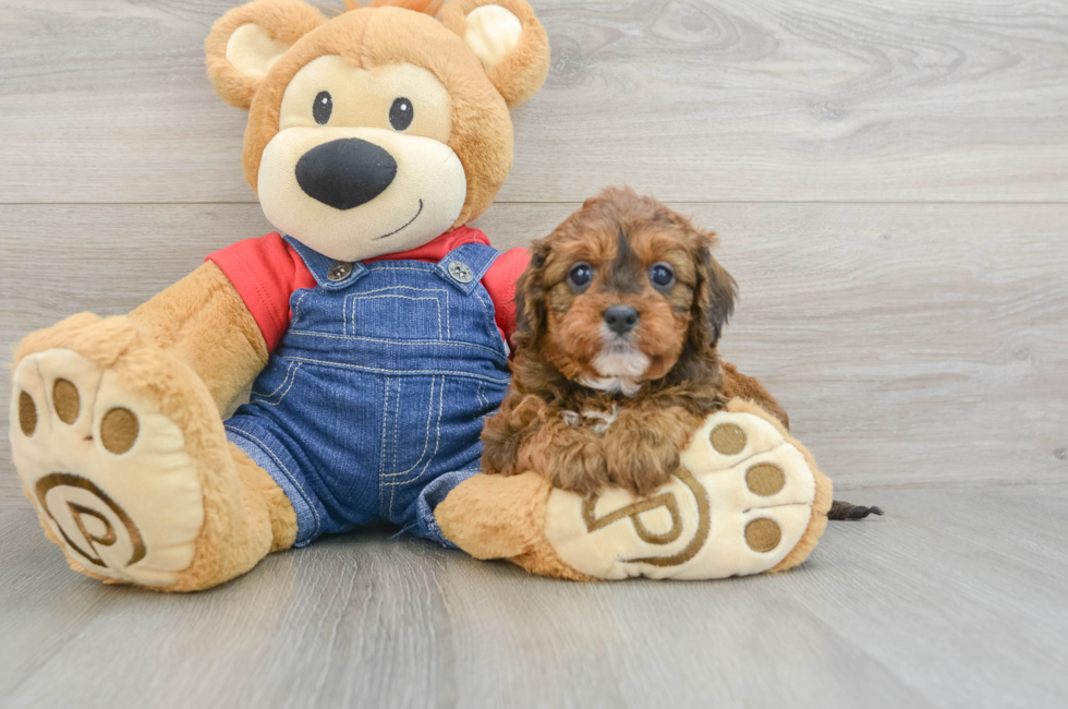 5 week old Cavapoo Puppy For Sale - Lone Star Pups