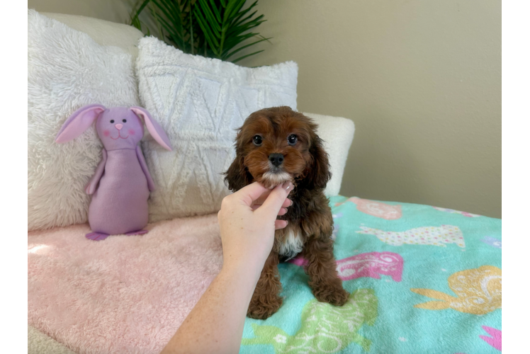 Best Cavapoo Baby