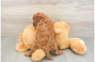 Hypoallergenic Cavadoodle Poodle Mix Puppy