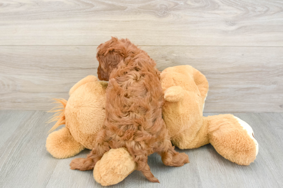 Hypoallergenic Cavadoodle Poodle Mix Puppy