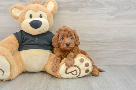 Hypoallergenic Cavadoodle Poodle Mix Puppy