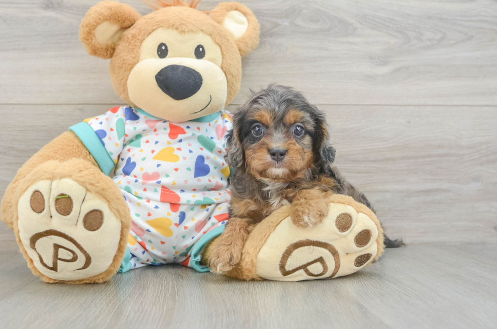 6 week old Cavapoo Puppy For Sale - Lone Star Pups