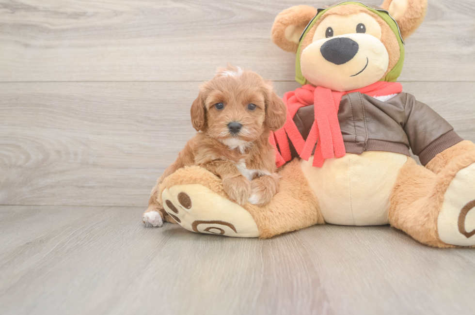 6 week old Cavapoo Puppy For Sale - Lone Star Pups