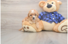 Adorable Cavalier King Charles Spaniel and Poodle Mix Poodle Mix Puppy