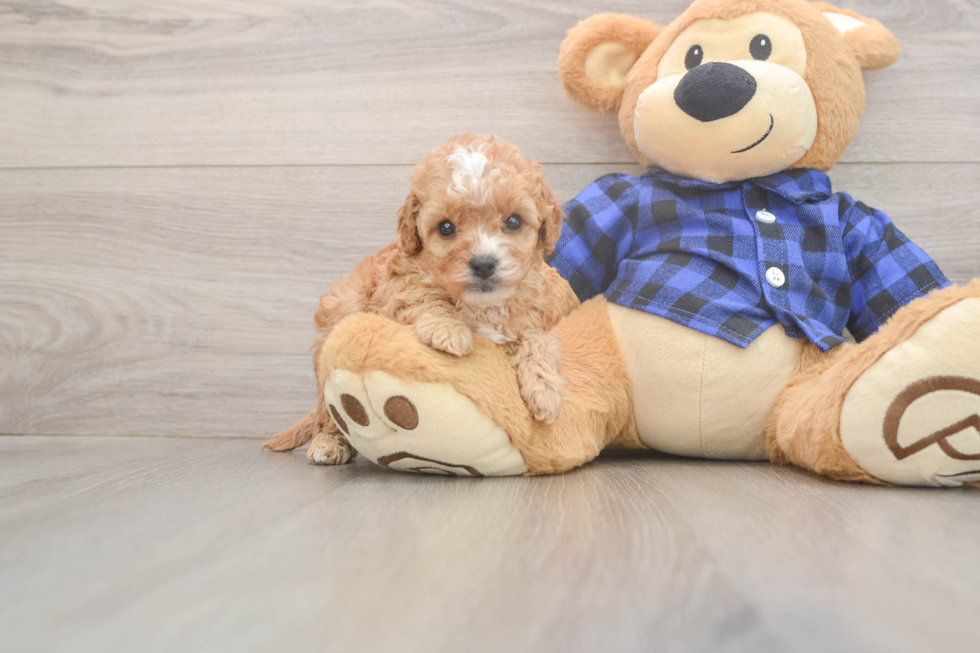 Adorable Cavalier King Charles Spaniel and Poodle Mix Poodle Mix Puppy