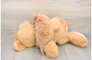 Friendly Cavapoo Baby