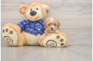 Cavapoo Puppy for Adoption