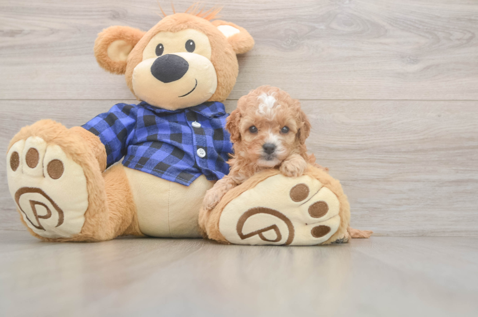 5 week old Cavapoo Puppy For Sale - Lone Star Pups