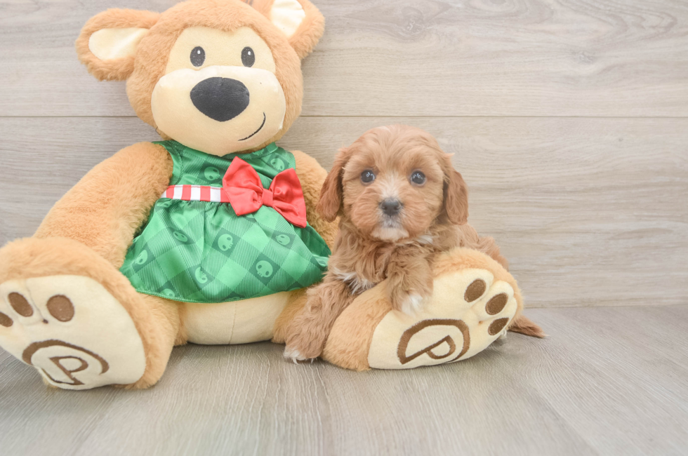 5 week old Cavapoo Puppy For Sale - Lone Star Pups