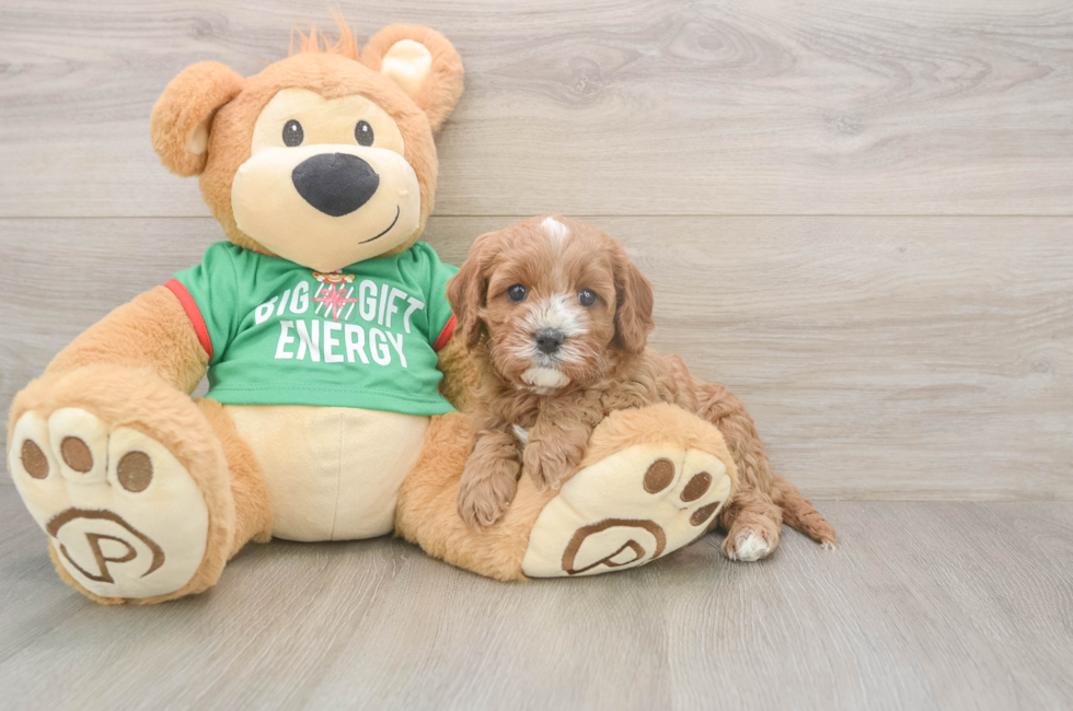 5 week old Cavapoo Puppy For Sale - Lone Star Pups