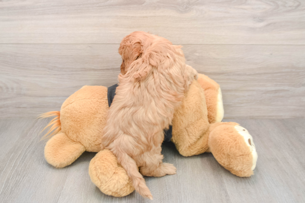 Cavapoo Pup Being Cute