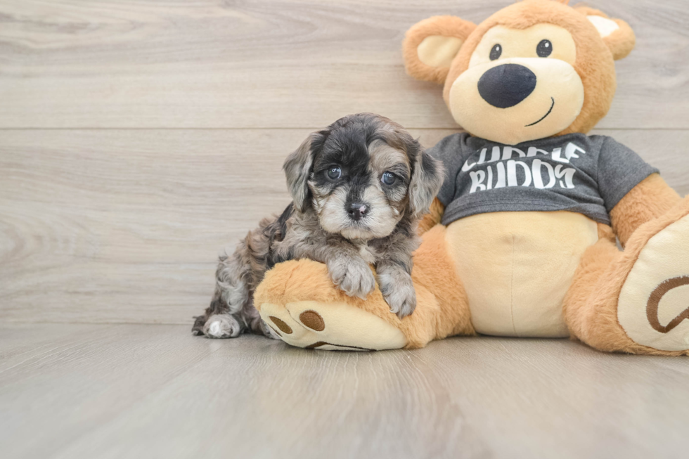 Cavapoo Puppy for Adoption
