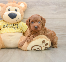 7 week old Cavapoo Puppy For Sale - Lone Star Pups