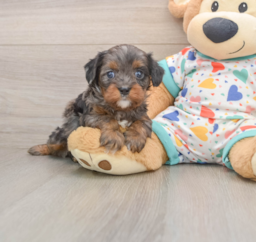 8 week old Cavapoo Puppy For Sale - Lone Star Pups