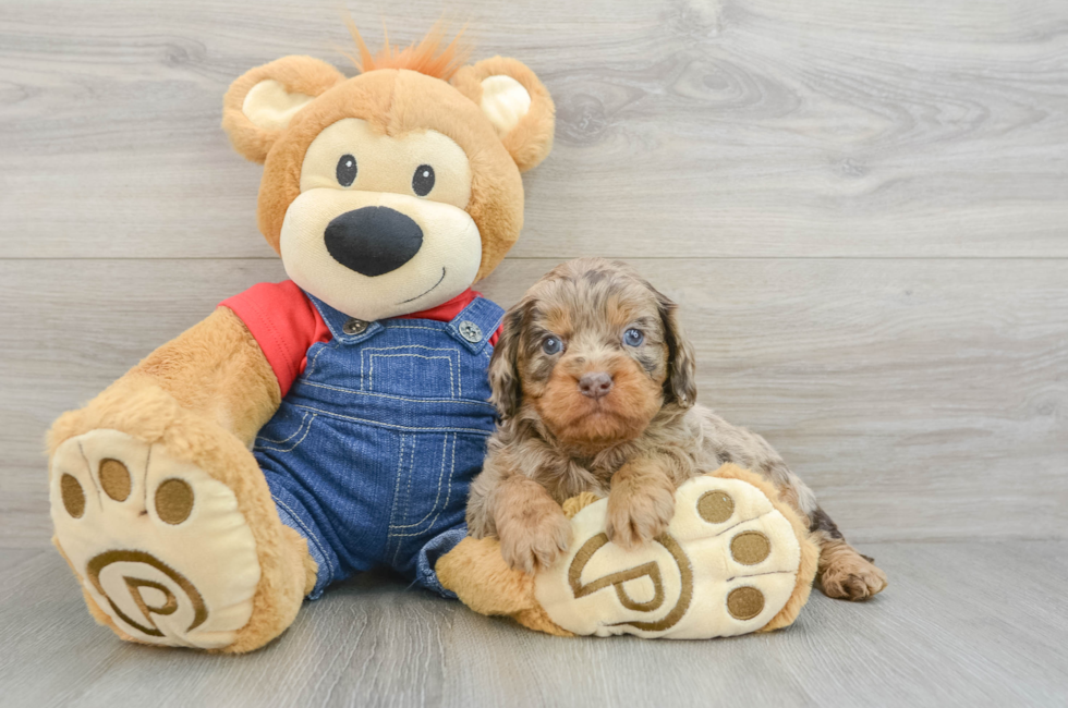 5 week old Cavapoo Puppy For Sale - Lone Star Pups