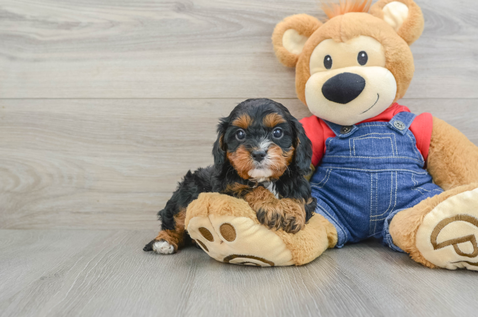 5 week old Cavapoo Puppy For Sale - Lone Star Pups