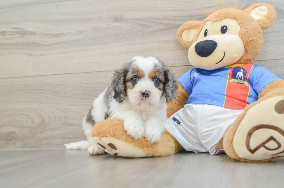6 week old Cavapoo Puppy For Sale - Lone Star Pups