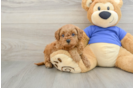 Happy Cavapoo Baby