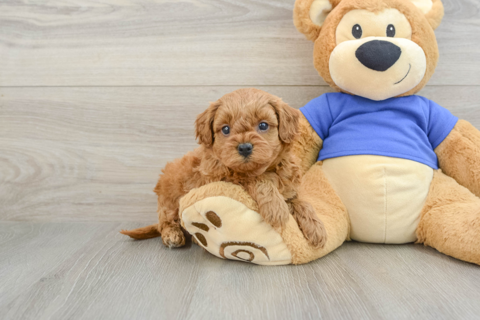 Happy Cavapoo Baby