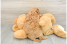 Sweet Cavapoo Baby