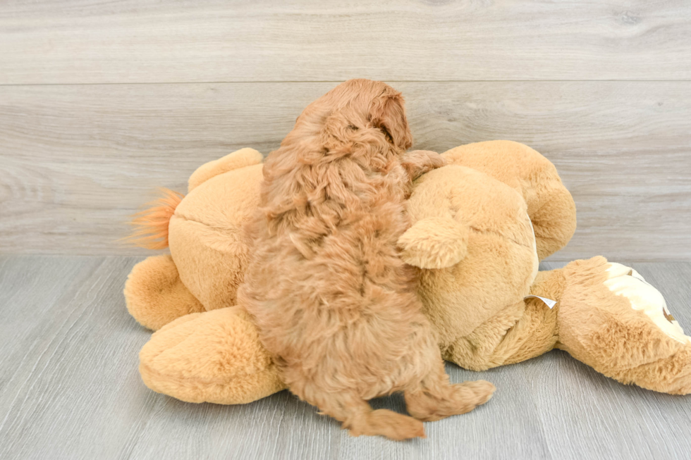 Sweet Cavapoo Baby