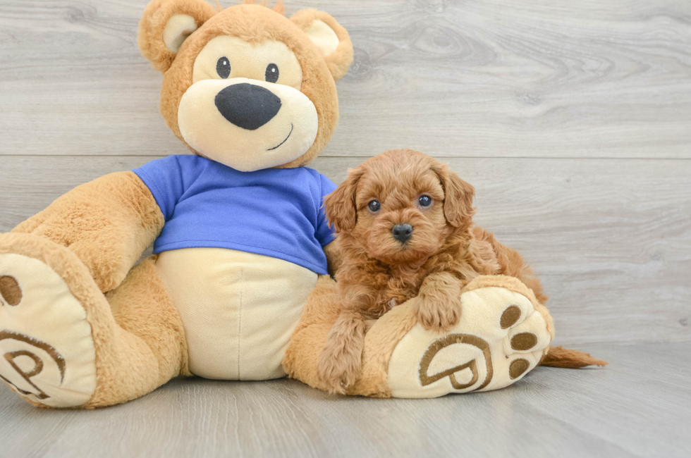 7 week old Cavapoo Puppy For Sale - Lone Star Pups