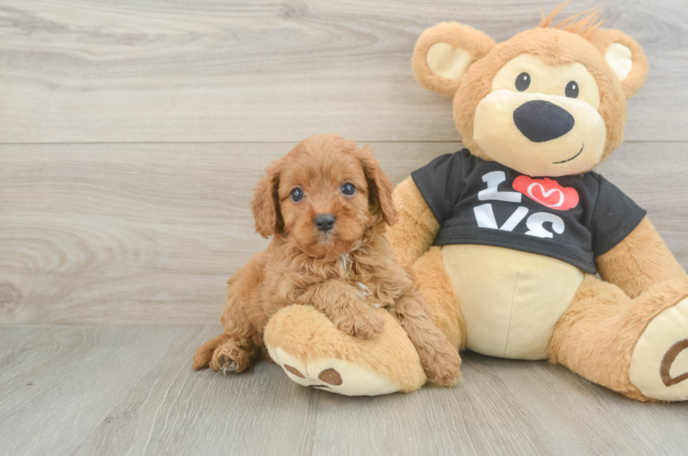 6 week old Cavapoo Puppy For Sale - Lone Star Pups